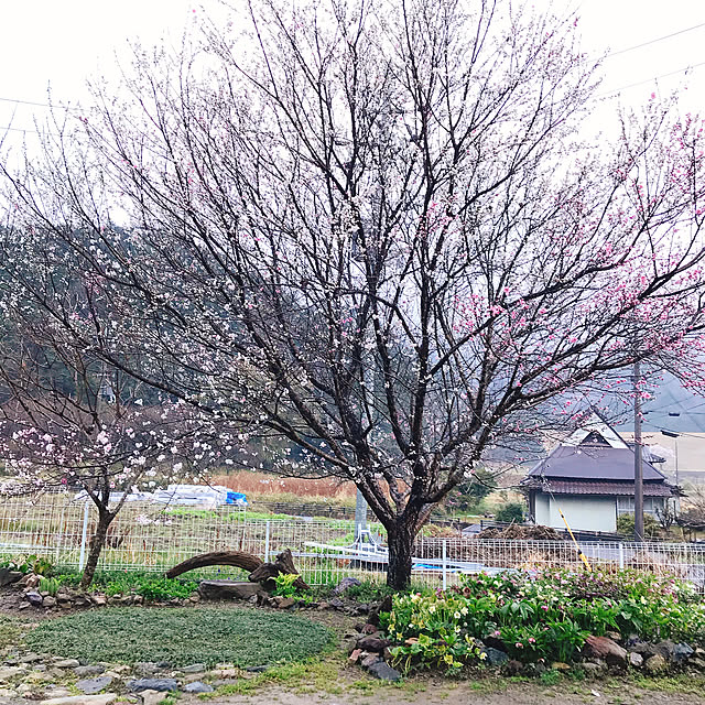 pepeさんの実例写真