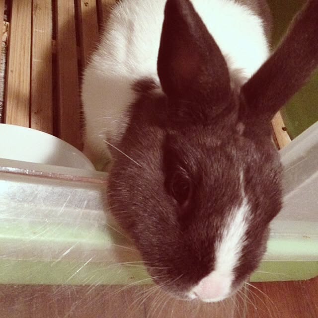 実例写真