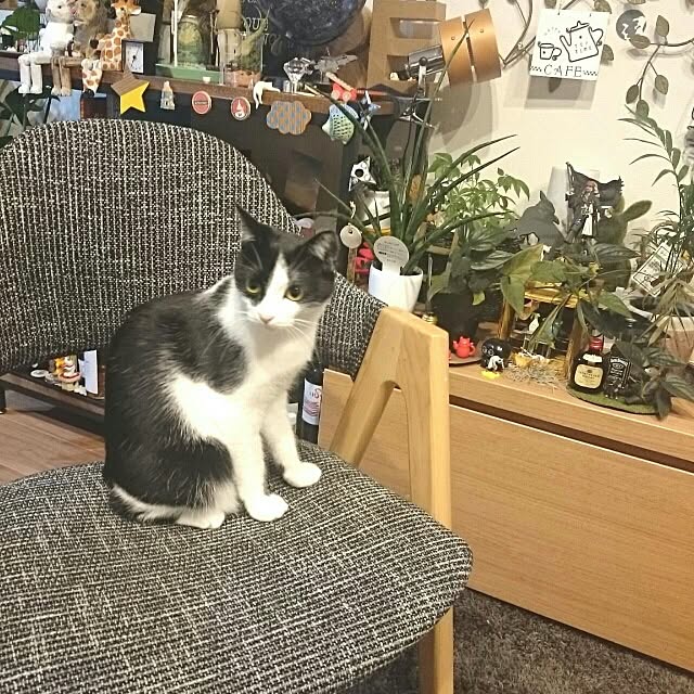 実例写真