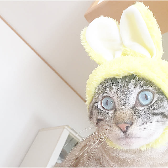 chieさんの実例写真