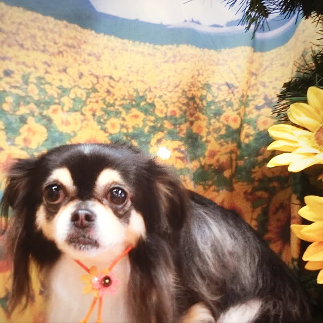 loverylapinさんの実例写真