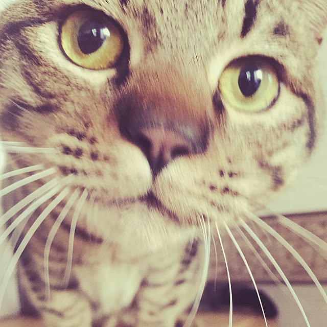 charmyさんの実例写真