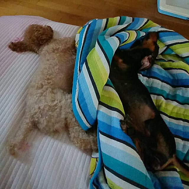 TTさんの実例写真