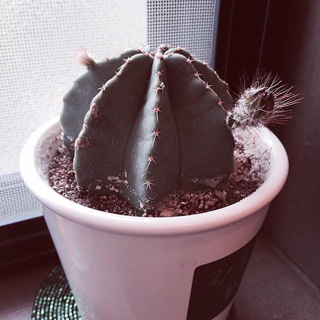 バス/トイレ/サボテン/植物/雑貨のインテリア実例 - 2015-07-07 23:37:58