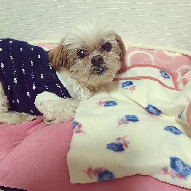 oniyomeさんの実例写真