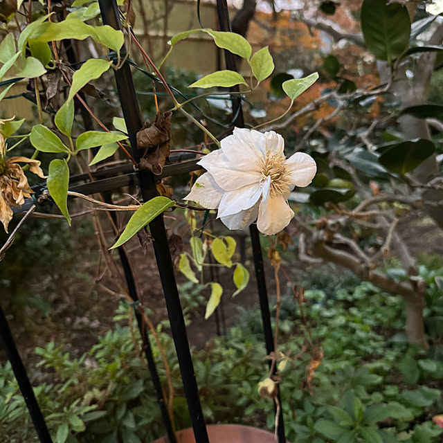 mamizaさんの部屋