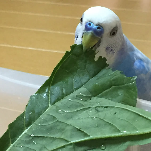 toratanさんの実例写真
