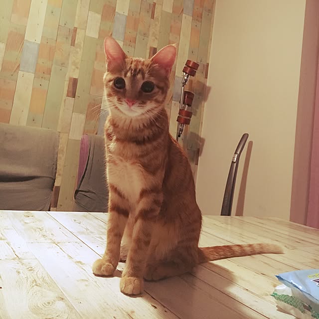 miyamiさんの実例写真