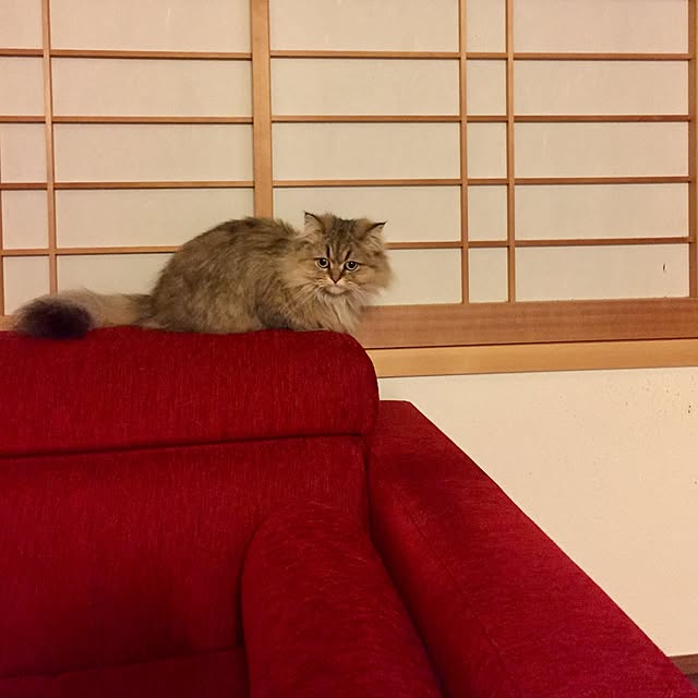 butachanさんの実例写真
