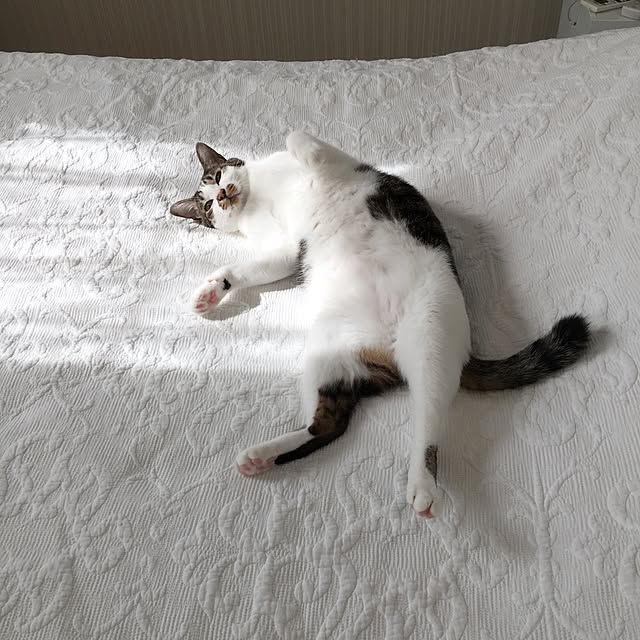 yuchiさんの実例写真