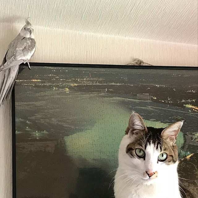 amzst.さんの実例写真