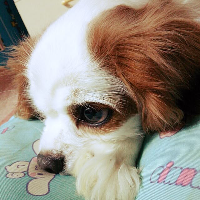 DianaYoghurtさんの実例写真