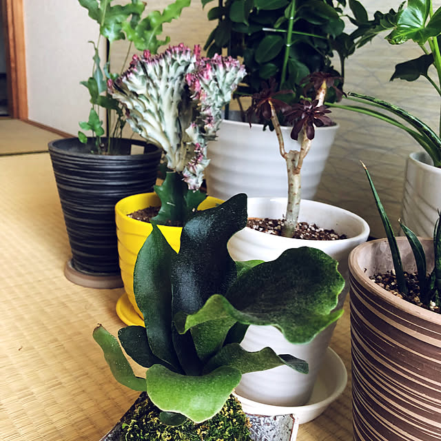 hanachanさんの部屋