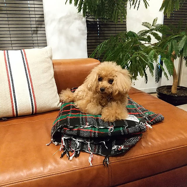 hiramariさんの実例写真