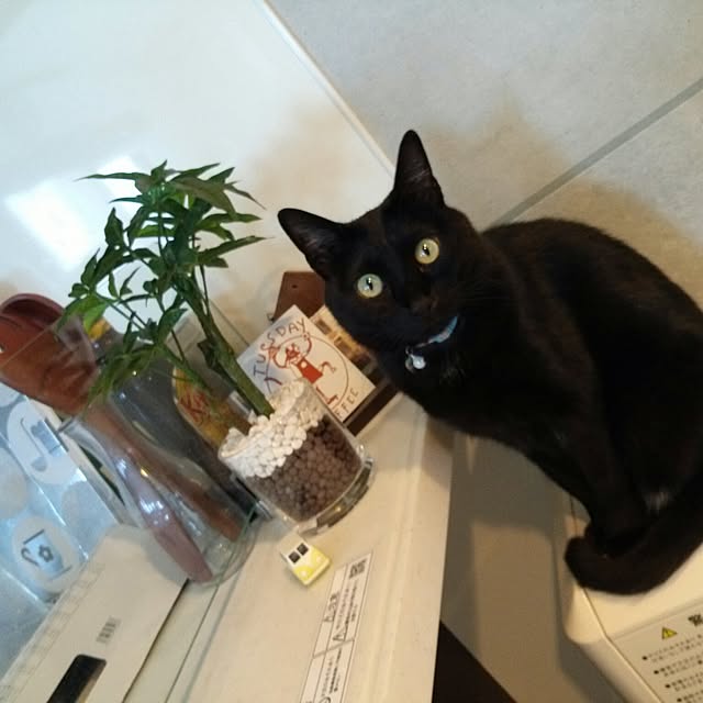 sakkoさんの実例写真