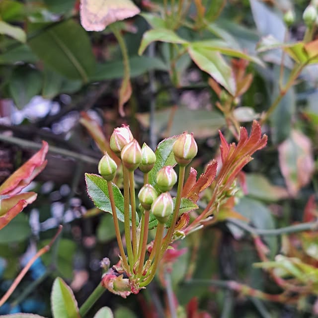 valleさんの実例写真