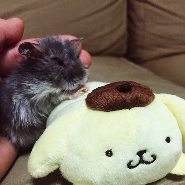 croutonさんの実例写真