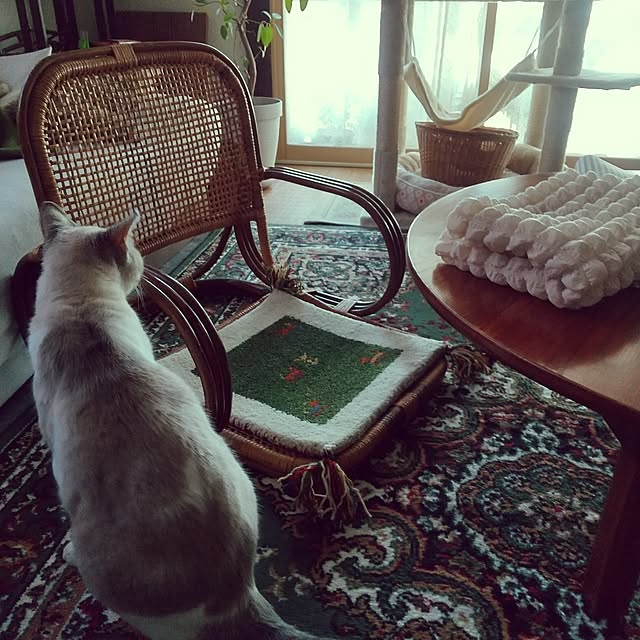 koyutan-mjmさんの部屋