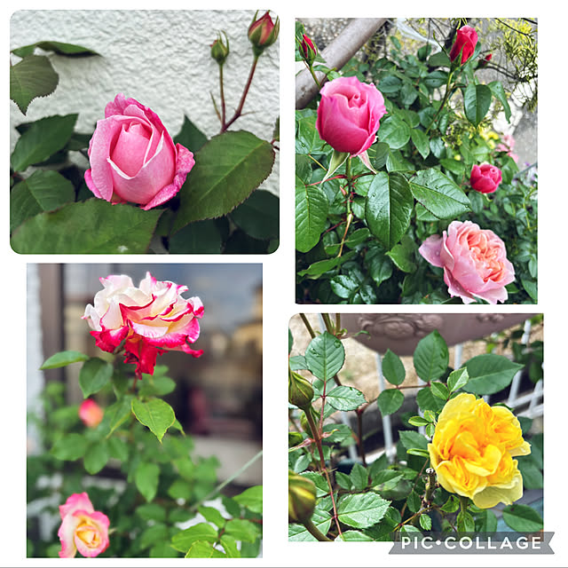 CoCo0617さんの実例写真