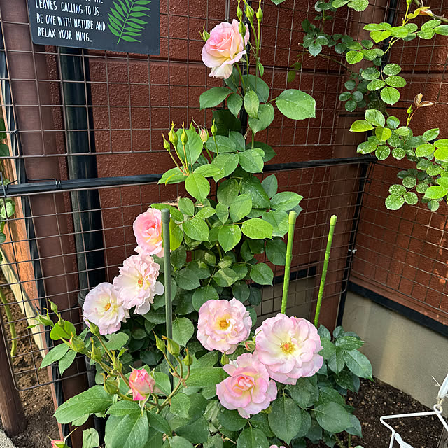 RoseLife5818さんの部屋