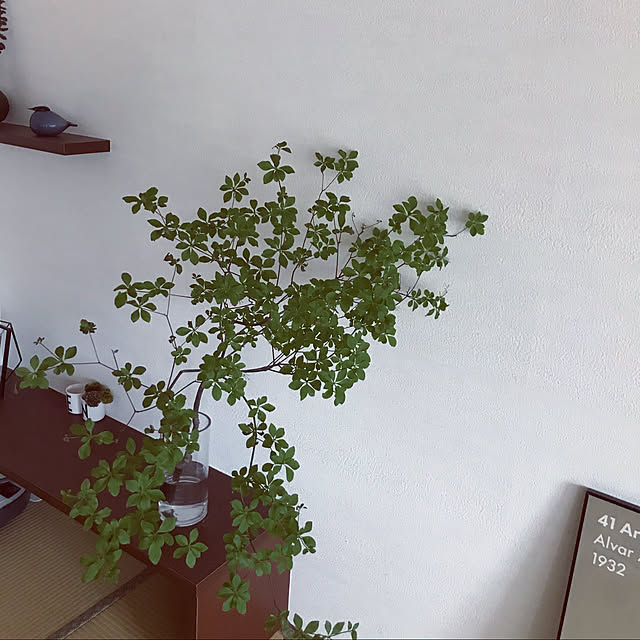 pinopinoさんの実例写真
