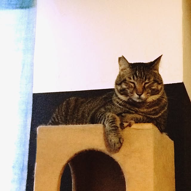 eikinukoさんの実例写真