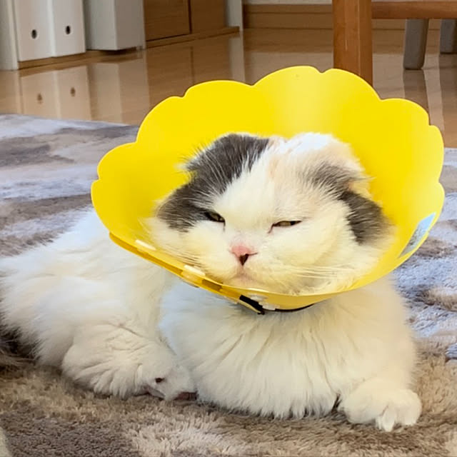 yoneさんの実例写真