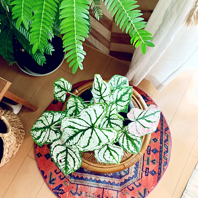 HAKOさんの部屋