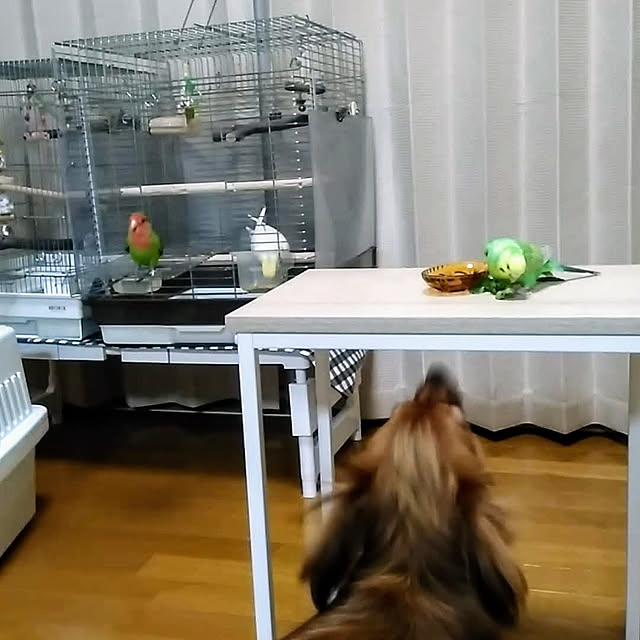 toratanさんの実例写真