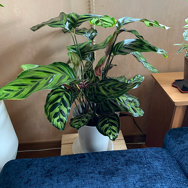 mama_sanさんの実例写真