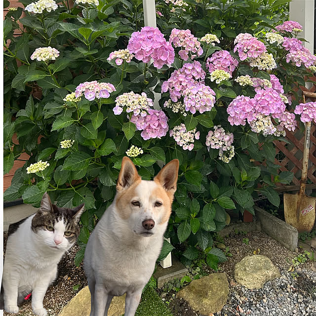 akochanさんの部屋
