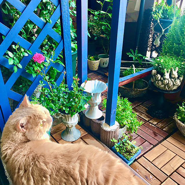 naokoさんの実例写真