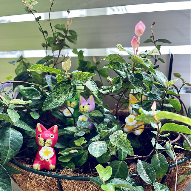 Lucyさんの実例写真