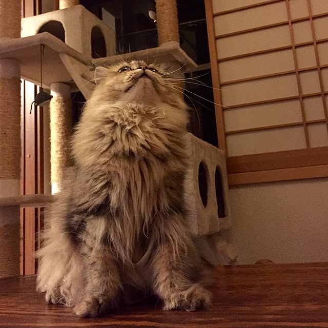 butachanさんの実例写真