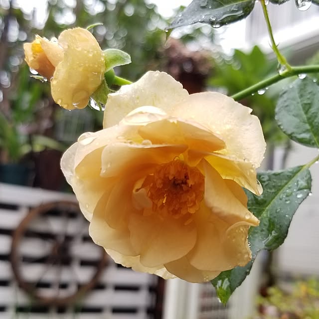 midoriさんの実例写真