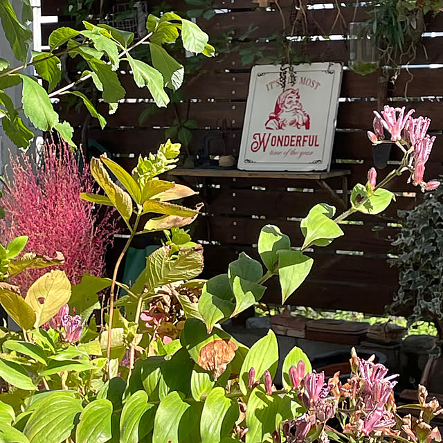 nobikoさんの部屋