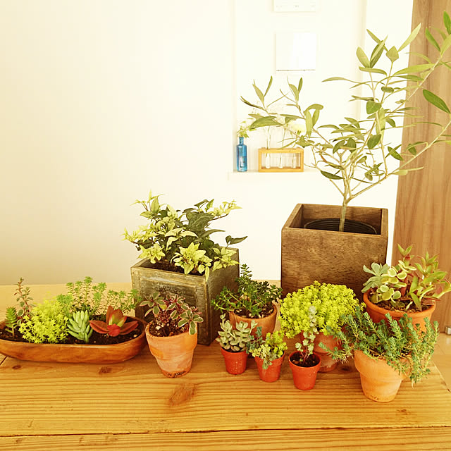 リビング/観葉植物のインテリア実例 - 2019-01-20 12:58:52