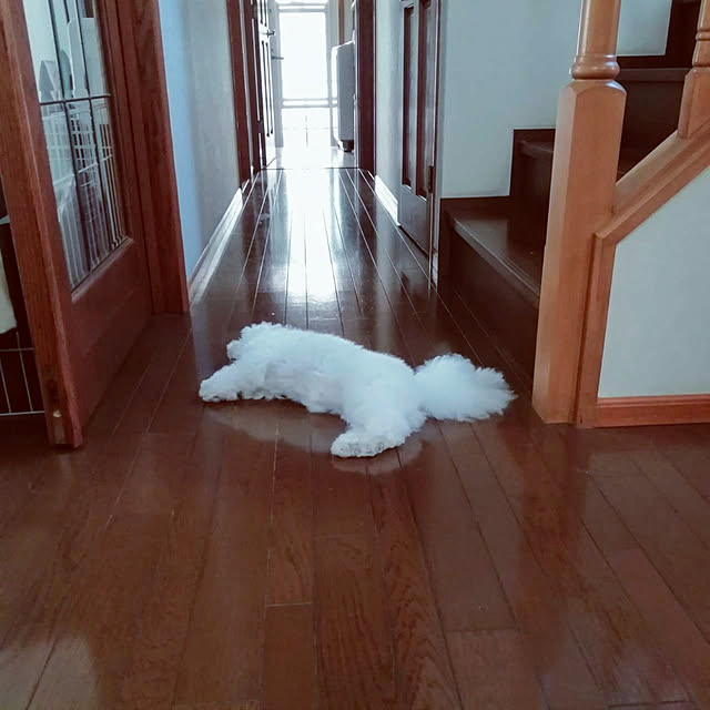 JUDYさんの実例写真