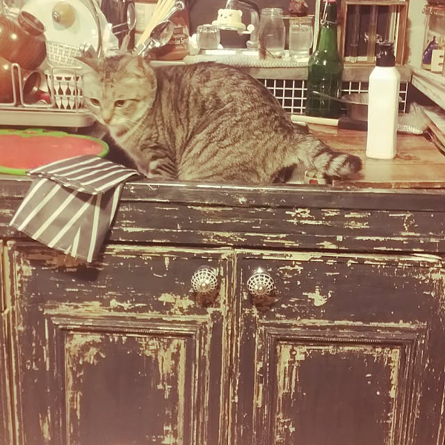 annさんの実例写真