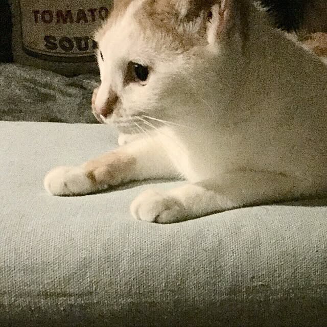 ziziguguさんの実例写真