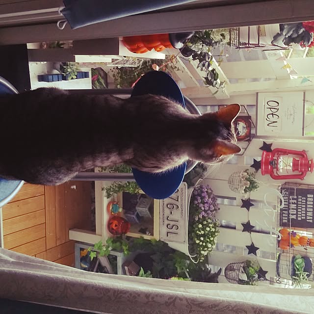 komachanさんの実例写真