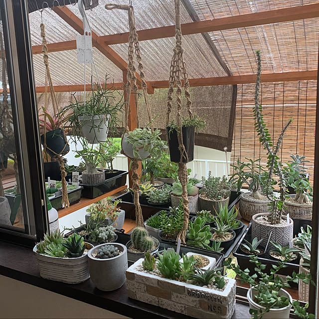 多肉植物の棚のインテリア実例 | RoomClip(ルームクリップ) 多肉植物の棚のインテリア実例 | RoomClip(ルームクリップ)