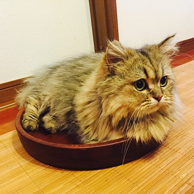 butachanさんの実例写真