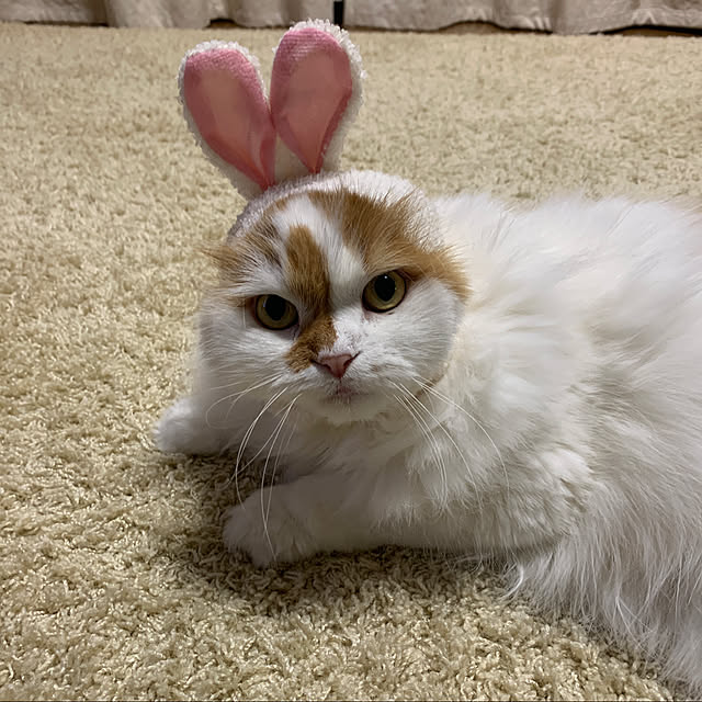 keiさんの実例写真