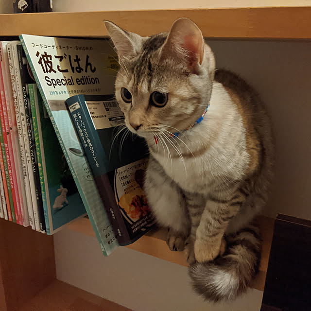 実例写真