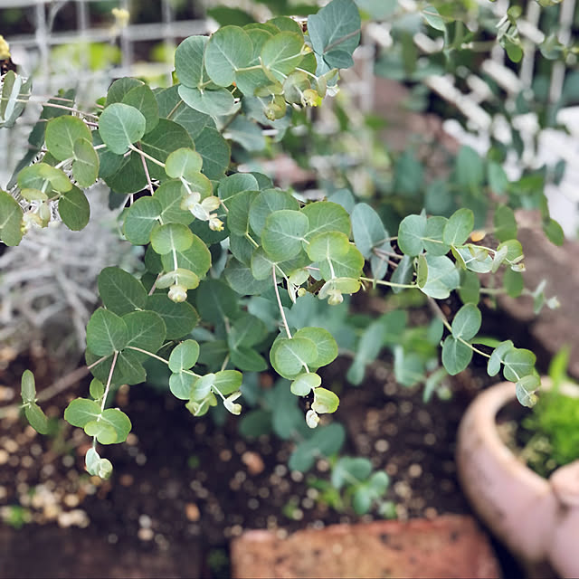 地植え/ユーカリ/レンガ/お庭/観葉植物...などのインテリア実例 - 2021-06-22 16:25:39