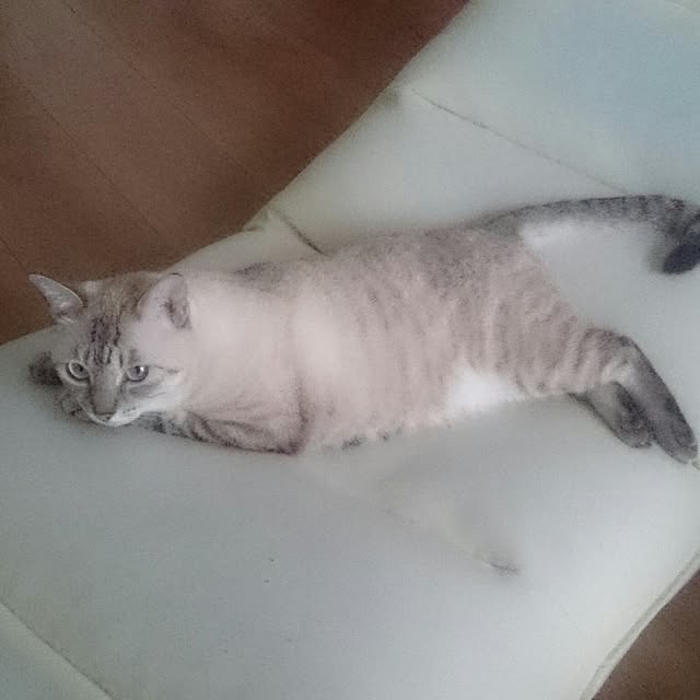 hoshiさんの実例写真