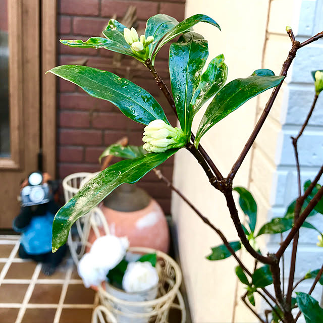 butachanさんの実例写真