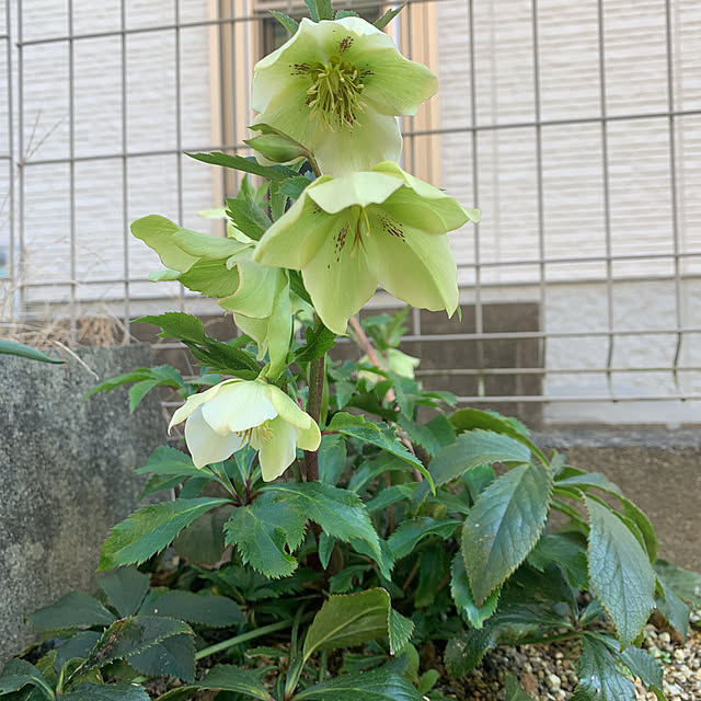 nashikouさんの実例写真