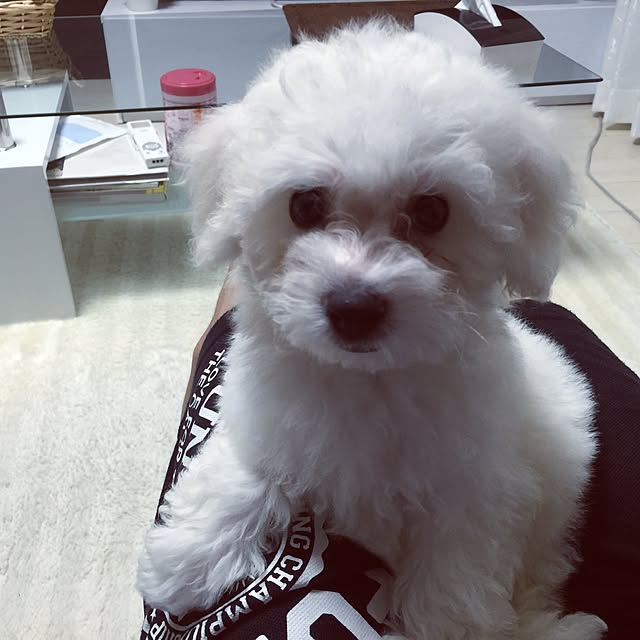 Renさんの実例写真